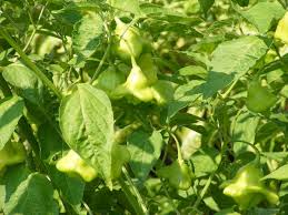 Image result for Capsicum baccatum