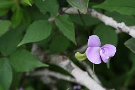 Image result for Vigna vexillata