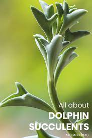 What You Should Know About Dolphin Succulent Succulent City Planting Succulents Plants Succulents