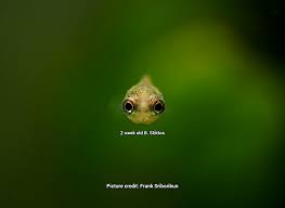 Welcome to our betta fish feeding guide. The Cute And Super Rare Wild Betta Stiktos Fry A Thought To Be Extinct Species From Cambodia Has Been Revieved This Year In Captive Breedinf By A Few Breeders Here In Thailand