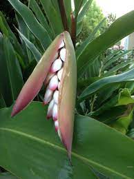 5 21 Can T Wait To See This Ginger Flower In Full Bloom