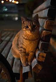 chat おしゃれまとめの人気アイデア pinterest coschi 猫大好き 子猫 かわいい子猫