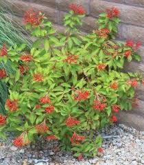 Image result for Hamelia patens