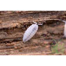 Image result for Isoberlinia tomentosa