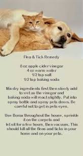 All cat owners should regularly treat their cat for fleas, but flea protection is especially important key features: Flea Remedy For Dogs Dog Flea Remedies Flea Remedies Fleas