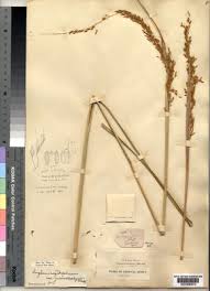 Image result for Sorghastrum stipoides