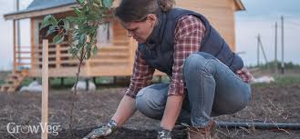 Bare root trees are available in winter, for the earliest planting possible. How To Plant A Bare Root Fruit Tree Step By Step