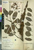 Image result for Phragmanthera cornetii