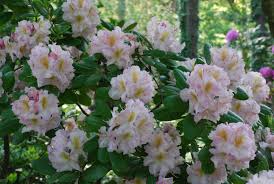 Rhododendron Janet Blair Rhododendron What Grows There Hugh Conlon Azalea Flower Rhododendron Azalea Bush