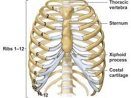 How Well Do You Know Your Own Body Rib Cage Anatomy Rib Cage Ribs