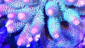 The balling method is the best way to steer the consumption of calcium, magnesium and alkalinity, which is absolutely essential for growth of stony corals. Die Balling Light Methode Von Faunamarin Youtube