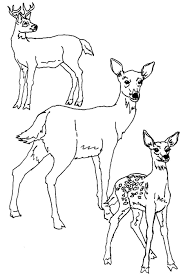 Free Printable Deer Coloring Pages For Kids Deer Coloring Pages Horse Coloring Pages Animal Coloring Pages