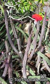 Image result for Kleinia