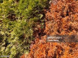 Image result for didymascella thujina