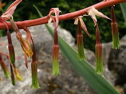 Image result for Beschorneria yuccoides