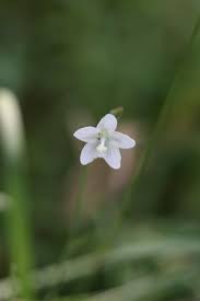 Image result for Hibiscus lobatus