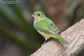 Birds Native To Oklahoma Oklahoma Little Green Bird Help Me Identify A Bird Painted Bunting Bunting Bird Green Bird