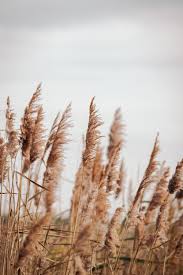 La Camargue A Rich Natural Habitat In 2020 Camargue Boutique Hotel Arles