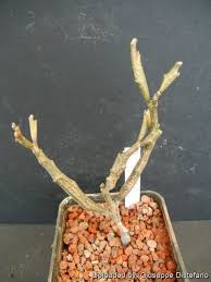 Image result for Euphorbia platyrrhiza