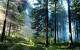 Wood Wallpaper