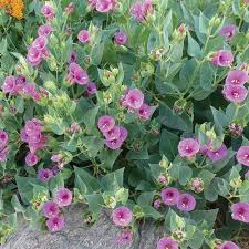 Four o'clock flowers produce a sweet fragrance. Wild Four O Clock Mirabilis Multiflora High Country Gardens