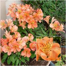 Maybe you would like to learn more about one of these? 6 Peach Flowers Hoselink