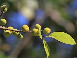 Image result for Ficus exasperata