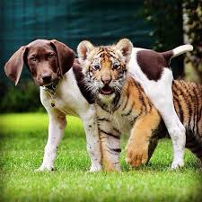 Adorable puppy tries to squeeze into a seat to comfort her favorite toddler Video Baby Tiger And Witbank Dog Are Best Friends Witbank News