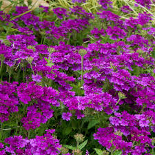 Herbaceous, biennial and annual plants and bulbs look great and provide nectar, seeds and cover for wildlife. Top 10 Summer Bedding Plants Gardening Tips With J Parker S