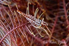 Image result for Lepistemon owariensis