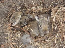 These animals can live up to 18 years. Ohiohrs Baby Wild Rabbits