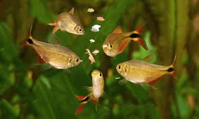 Maybe you would like to learn more about one of these? Homemade Fish Food 5 Recipes You Can Make Today Fishkeeping World