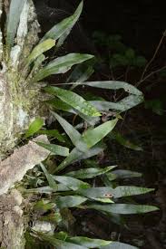 Image result for Pleopeltis macrocarpa