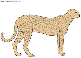 To measure the right distance to the ground, draw a line draw the paws with all the details. How To Draw A Cheetah Easy Drawing Art