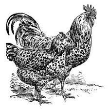 Black And White Hen Clipart Mottled Javas Rooster And Hen Free Clip Art Chicken Illustration Clip Art Vintage Rooster