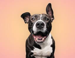 Find adoptable cats and dogs being boarded by haven for pets volunteers. Cleveland Pet Guide