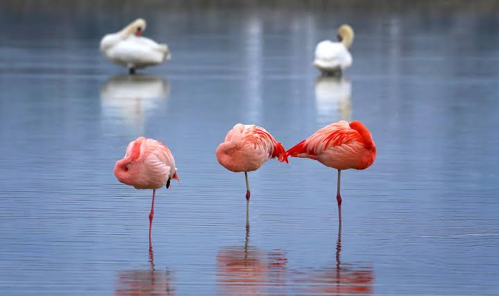 Flamingos roosting in shallow water for safety, AI generated