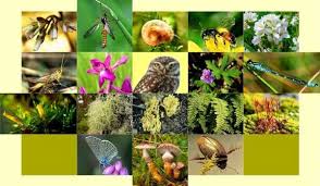 Fauna yang ada di inggris. Ratusan Spesies Baru Flora Dan Fauna Ditemukan Di India