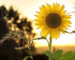 Bebas pakai untuk keperluan apa saja: Di Balik Warna Terangnya Ini 7 Filosofi Bunga Matahari Klik Hijau