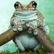 The Male Amazon Milk Frog Trachycephalus Resinifictrix Has An Odd Mating Strategy He Will Work To Attract Two Females Wh Animals Beautiful Cute Frogs Frog