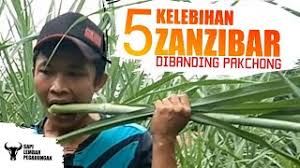 Hallo, terimakasih sudah menyaksikan video dari 78 farm jogja berikut ini. Terungkap Lima Keunggulan Napier Zanzibar Dibanding Pakchong Zanzibar Vs Pakchong Praktis Mudah Murah Di 2021 Rabab Minangkabau