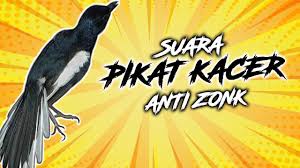 Scopri ricette, idee per la casa, consigli di stile e altre idee da provare. Burung Prenjak Padi Betina Memanggil Jantan Cocok Untuk Pikat Pancingan Youtube