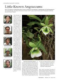 Image result for Angraecum infundibulare