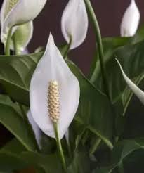 Browse ferns n petals, a well known florist in pakistan, you can order fresh flowers in pakistan with next day delivery. Buy Plants Online Pakistan Online Plant Nursery Indoor Plants Gardening