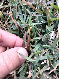 There are three common diseases of zoysiagrass lawns: Why Is My Zoysia Grass Turning Red Gardening Landscaping Stack Exchange