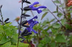 Art der gattung salbei (salvia). Krauter