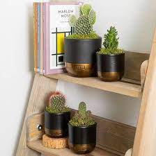 See more ideas about cactus plants, plants, indoor cactus. Cactus 13 Things To Know About Cactus Plants Cacti