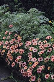Think of the color peach, and what pops into your head? Peach Goes With Everything Finegardening
