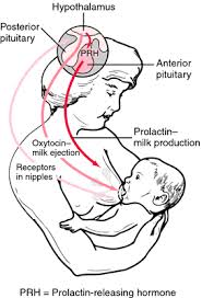 Lactation Definition Of Lactation By Medical Dictionary Oxytocin Midwifery Midwifery Student