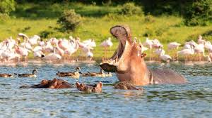 With sopa's traditional and conscientious care for the environment, we carefully positioned all the buildings on our property so we did not have to fell any of the many trees there. 3 Days Lake Nakuru And Lake Naivasha Safari Kenya Safari Tours Safari